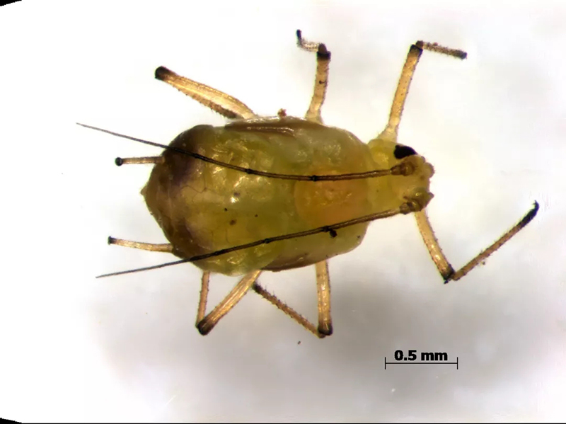 南通海关从入境旅客行李中截获全国首例有害生物木大瘤蚜