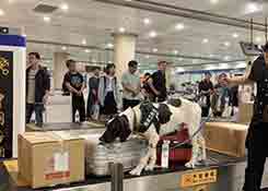 海关监管工作犬集体换装 新式“制服”亮相机场