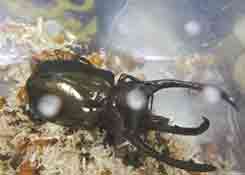 广州海关连续截获3批外来物种活体甲虫，大连海关截获66吨禁止入境固体废物