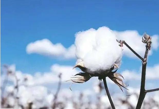 关注：国外客户强制要求“订单禁用新疆棉”？大批棉花产品在美国口岸扣留