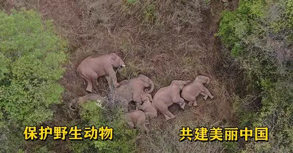 【通关监管】跨境网购的禁区——濒危野生动植物通关规定