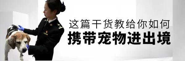 宠物入境有新规 猫狗通关更便利—货之家
