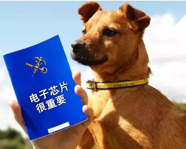 宠物入境有新规 猫狗通关更便利—货之家