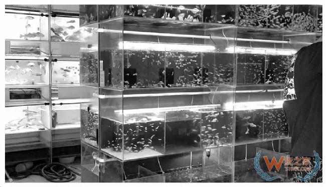 夜读海关 | 天津海关截获有害生物；上海海关破案值逾亿元水族用品走私案—货之家