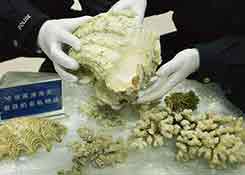 张家港海关查获违法携带入境珍贵野生动物制品12件