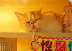 “主子”也要美美哒 宠物市场驶入细分赛道